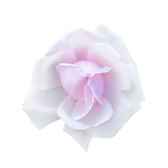 Gorgeous tender white and pink rose head isolated on white. Beautiful white rose flower.