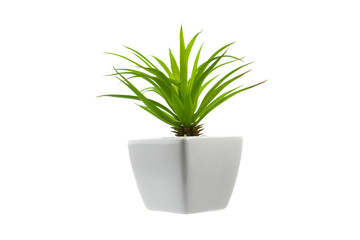 Green plant on a white background in a white pot, isolated.