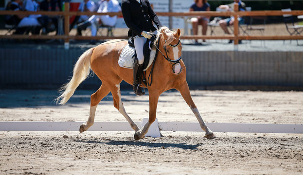 Dressage horse with rider at a tournament when initiating a turn with the outside leg straight..