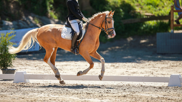 Dressage horse with rider in limbo during the strong gallop photographed from the side..