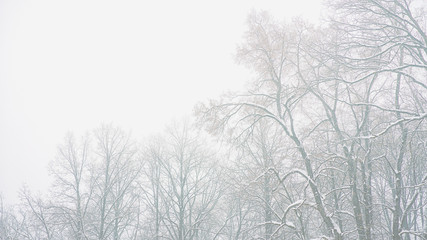 snowy tree tops in the fog, on a white background, warm winter, thaw