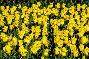 Lawn of yellow tulips - 320734400