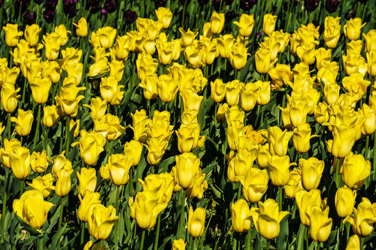 Lawn of yellow tulips
