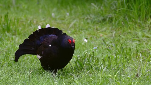 Black grouse (Lyrurus tetrix / Tetrao tetrix) male displaying and making mating call in grassland