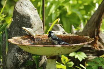 Eine Kohlmeise badet im heißen Sommer in einer Vogeltränke im Garten, Parus major
