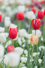 Striped Tulip with red and white tulips in a flowerbed