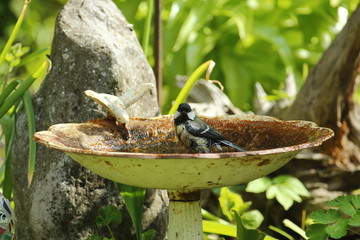 Eine Kohlmeise badet im heißen Sommer in einer Vogeltränke im Garten, Parus major