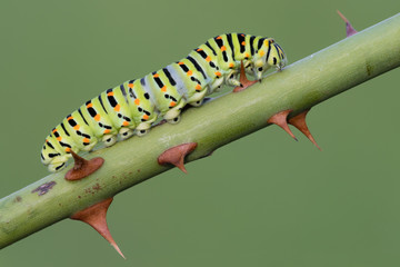 The Swallowtail caterpillar (Papilio machaon)