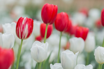 Striped Tulip with red and white tulips in a flowerbed
