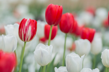 Striped Tulip with red and white tulips in a flowerbed