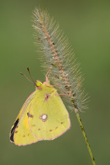 The Clouded yellow butterfly (Colias crocea)