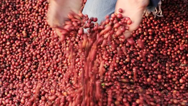 Coffee farmers diligently cultivate and harvest coffee. After the meticulous process, the coffee cherries are dried