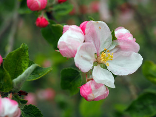 Flower of a apple tree in Sprintime