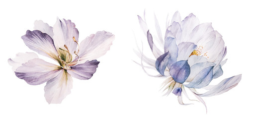Flowers watercolor illustration.Manual composition.Big Set watercolor elements. - 320735008