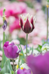 Lily-Flowered Tulip Gavota in flowerbed mixed with another flowers - horizontal version