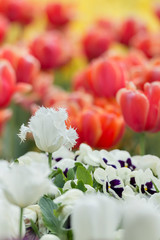 Amazing contrast between White Crispa Tulips and Red Darwin Hybrid Tulips in a background