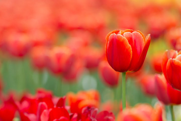 Beautiful Red Tulips, Darwin Hybrid Red Tulips in a flowerbed