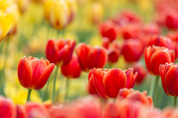 Stunning Darwin Hybrid Red Tulip in a flowerbed with Yellow blurry Tulips in a background