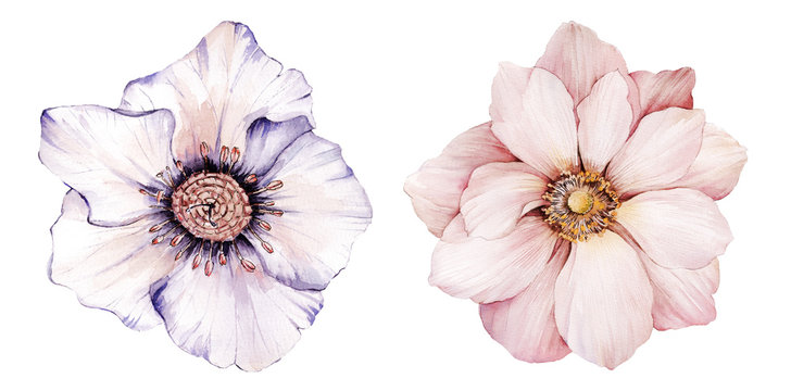 Flowers watercolor illustration.Manual composition.Big Set watercolor elements.
