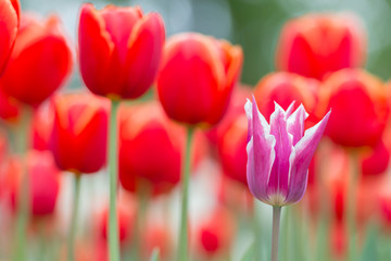 Gavota Tulip in a blurry background of Red Tulips