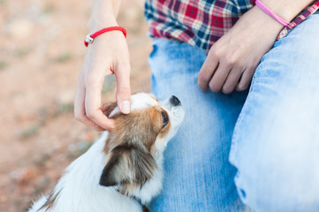 thin young loving girl touching little dog chihuahua pet with hand sitting on knee outdoor leisure...