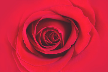 Close up of amazing natural fresh red rose. Flowers bud as symbol of beauty and love. 8 march, 14 february, st valentine day and women's day concept. Love and romantic background. Top view.