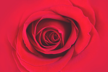 Close up of amazing natural fresh red rose. Flowers bud as symbol of beauty and love. 8 march, 14 february, st valentine day and women's day concept. Love and romantic background. Top view.