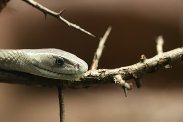 Close up, Dendroaspis polylepis, detail on eye