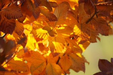 autumn leaves background