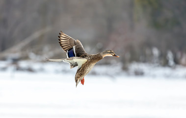 Duck landing. Mallard duck in flight.Natural scene from wisconsin conservation area.