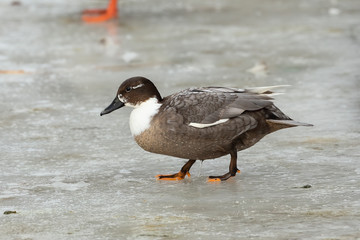 Hybrid of ducks, which occurs in nature large quantities. Natural scene from Wisconsin state park.