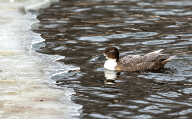 Hybrid of ducks, which occurs in nature large quantities. Natural scene from Wisconsin state park.
