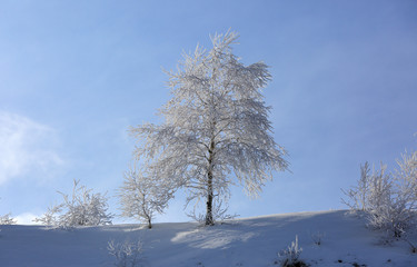 White birch in snowy hoarfrost in the early winter morning and blue sky