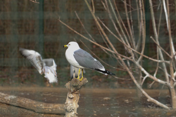 Larus delawarensis, captive in a zoo, sitting on a branch