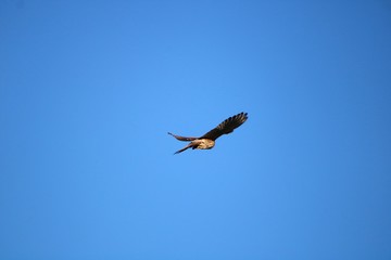 osprey in flight