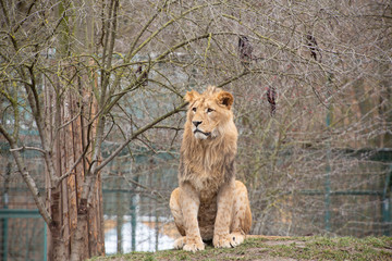 portrait of lion in zoo, sitting on grass, staring off camera, close up