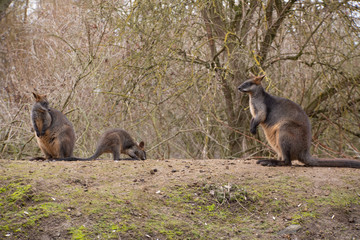 Macropus fuliginosus, together with the family