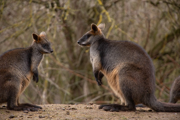 Two kangaroos (Macropus fuliginosus) in nature, staring at each other, close up © Jaroslav Noska