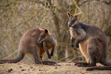 Two kangaroos (Macropus fuliginosus) in nature
