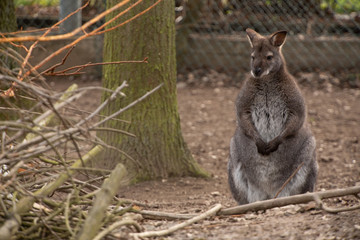 Macropus rufogriseus sitting in zoo © Jaroslav Noska