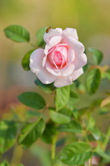Beautiful rose on dark background