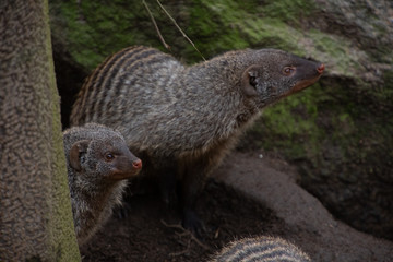 Pack of Crossarchus obscurus in nature