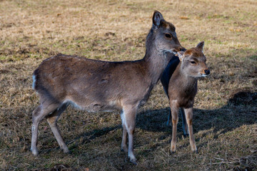 Naklejka na ściany i meble Mother deer takes care of her baby