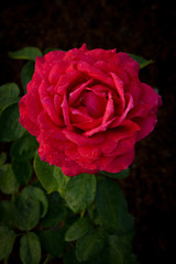 Beautiful red rose on black ground