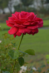 Obraz premium Beautiful red rose in the garden