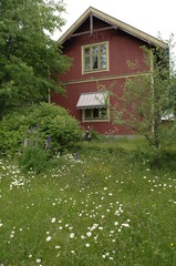 garden full of daisieds in front of old red house