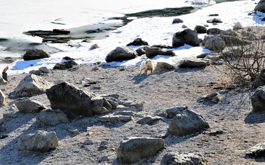 Fototapeta premium Eibsee