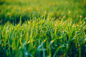 young wheat sprout closeup over beauty sunset, summer landscape, bright sunlight