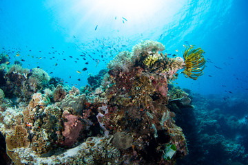 Fototapeta na wymiar beautiful coral reef and fish