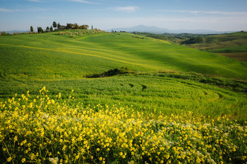 Impressive spring landscape,view with cypresses and vineyards ,Tuscany,Italy